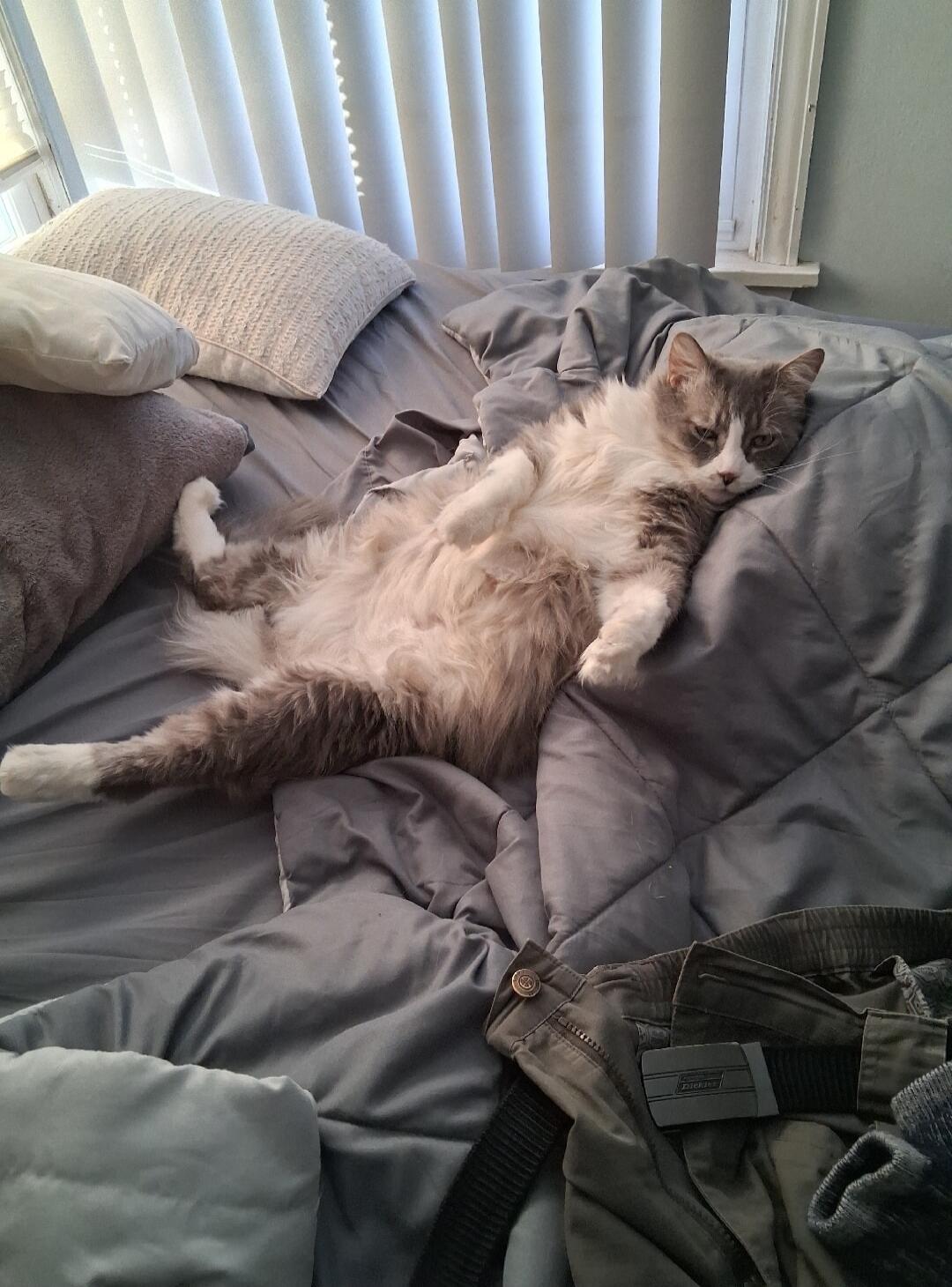 A fluffy cat lounging on a bed among pillows and blankets. The cat is lying on its side with its belly exposed and legs stretched out, looking relaxed.