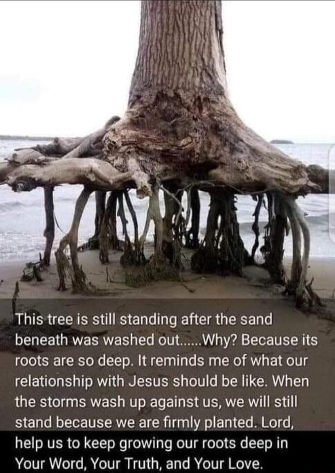RLER GRS B e L e CIR G ERCE I beneath was washed outWhy Because its roots are so deep It reminds me of what our relationship with Jesus should be like When the storms wash up against us we will still stand because we are firmly planted Lord help us to keep growing our roots deep in Your Word Your Truth and Your Love