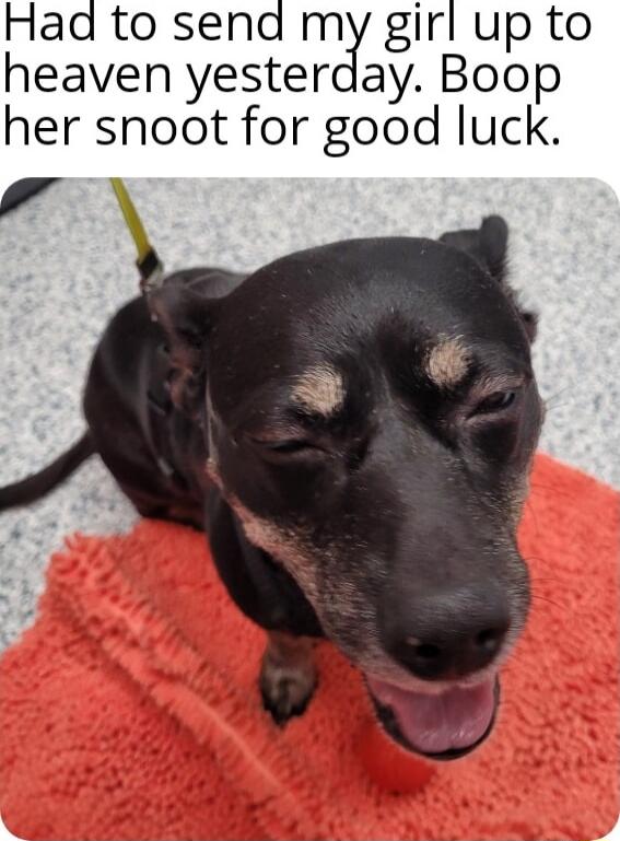 Haa to sena my girl up to heaven yesterday Boop her snoot for good luck