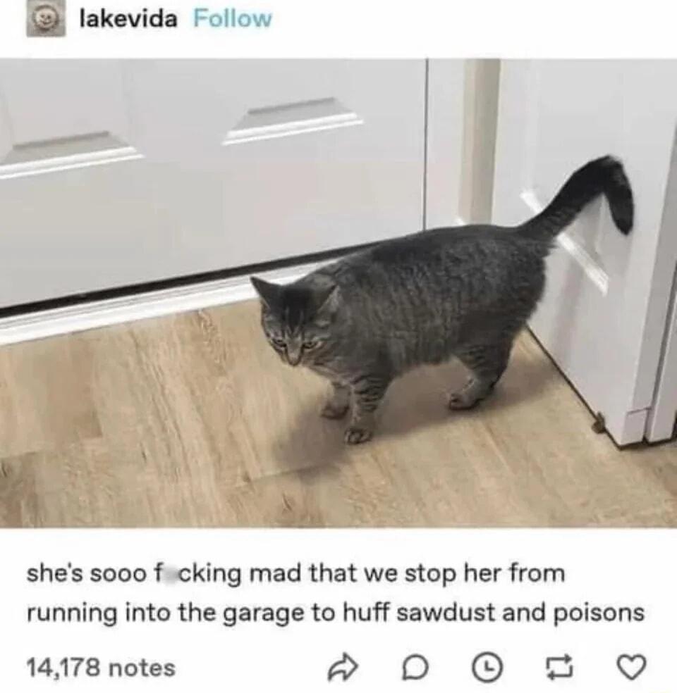 lakevida Follow shes sooo fcking mad that we stop her from running into the garage to huff sawdust and poisons 14178 notes OO 8 QO