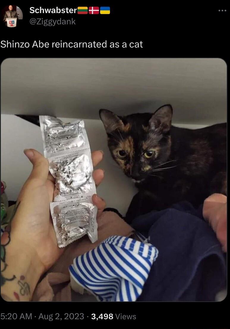 Schwabster 4 Ziggydank Shinzo Abe reincarnated as a cat 520 AM Aug 2 2023 3498 Views