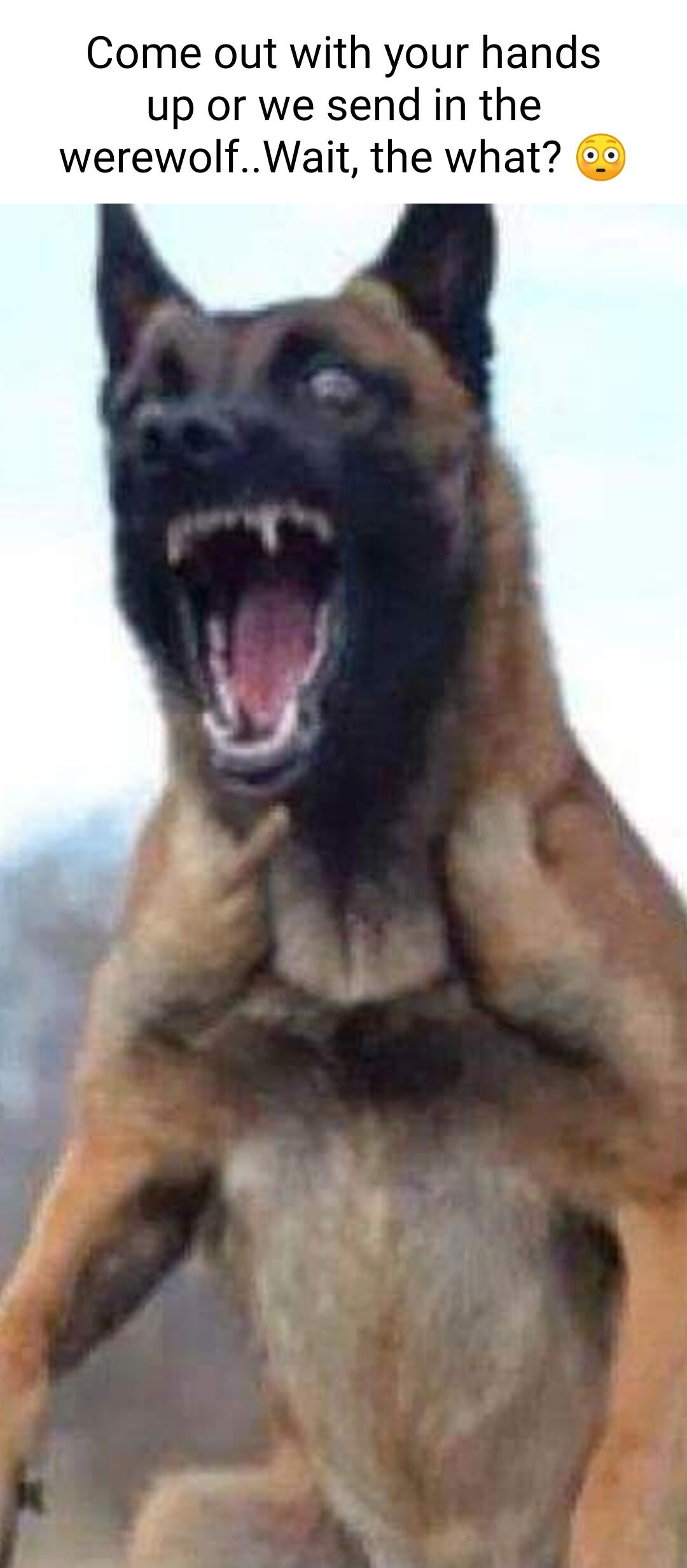 Come out with your hands up or we send in the werewolfWait the what 2