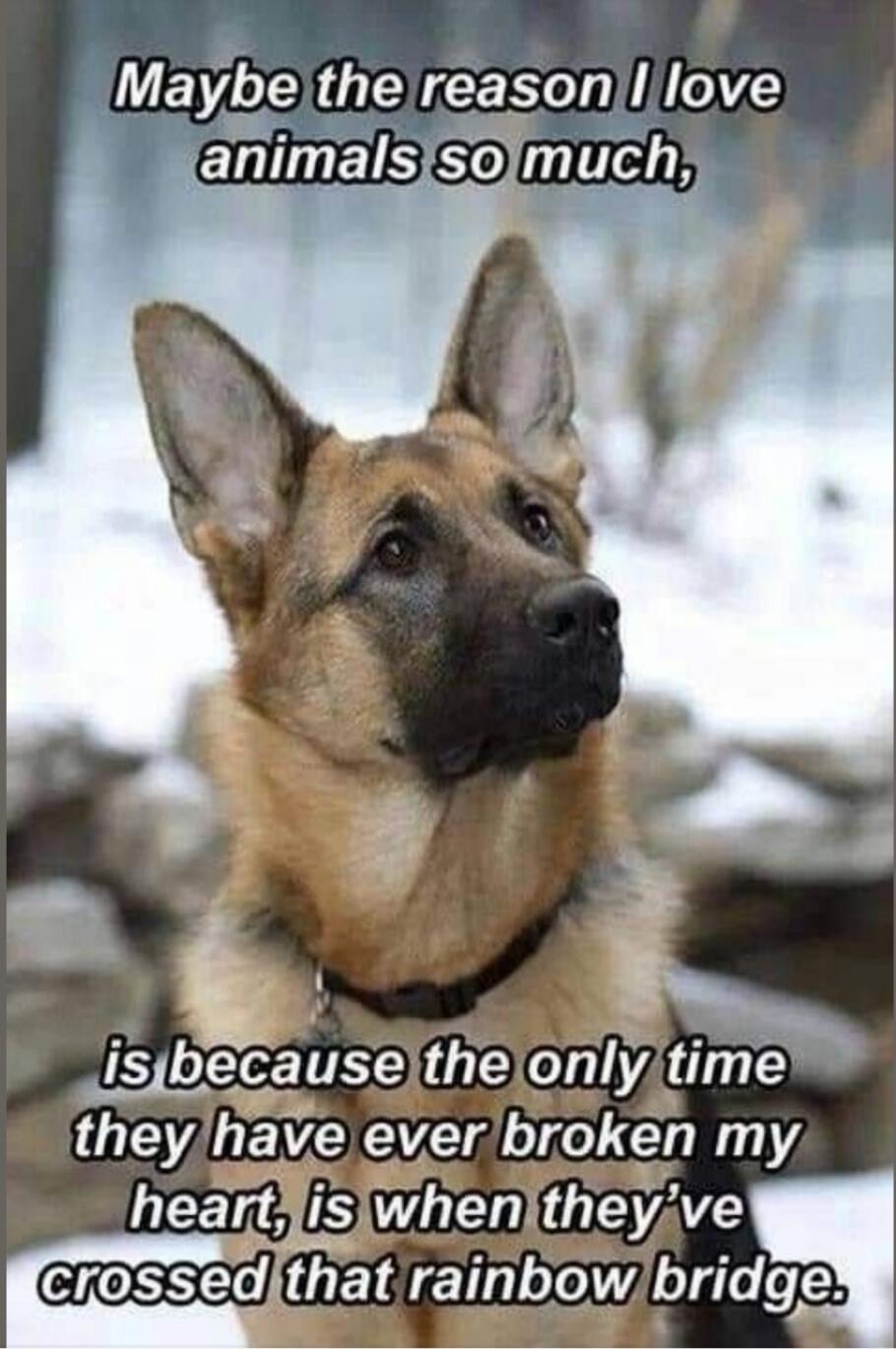 Maybe the reason I love animals so much, is because the only time they have ever broken my heart, is when they've crossed that rainbow bridge.
