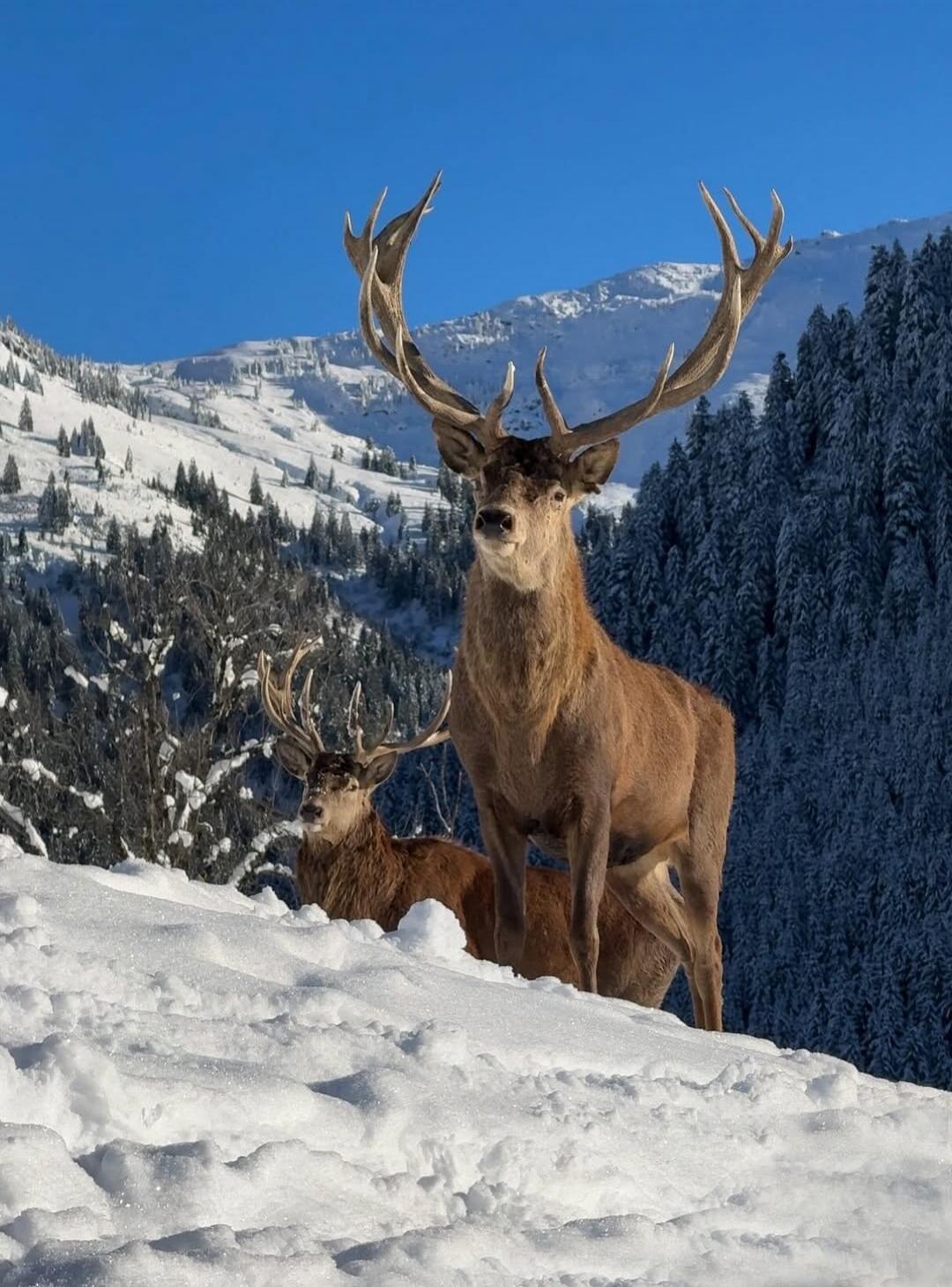 Two deer standing on a snowy slope with a mountainous forest in the background.