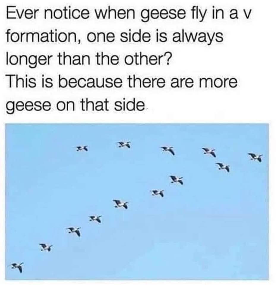 Ever notice when geese fly ina v formation one side is always longer than the other This is because there are more geese on that side 5 N