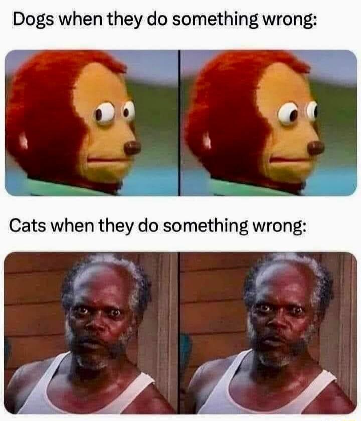 Dogs when they do something wrong