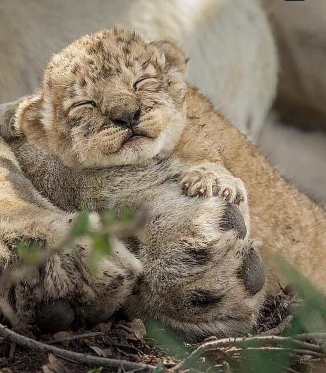 A lion cub appears to be cuddling or nuzzling another cub.