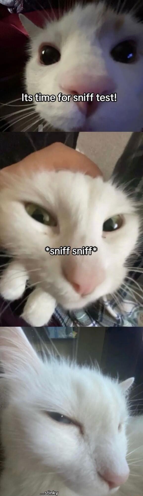 Its time for sniff test!
*sniff sniff*
...stinky