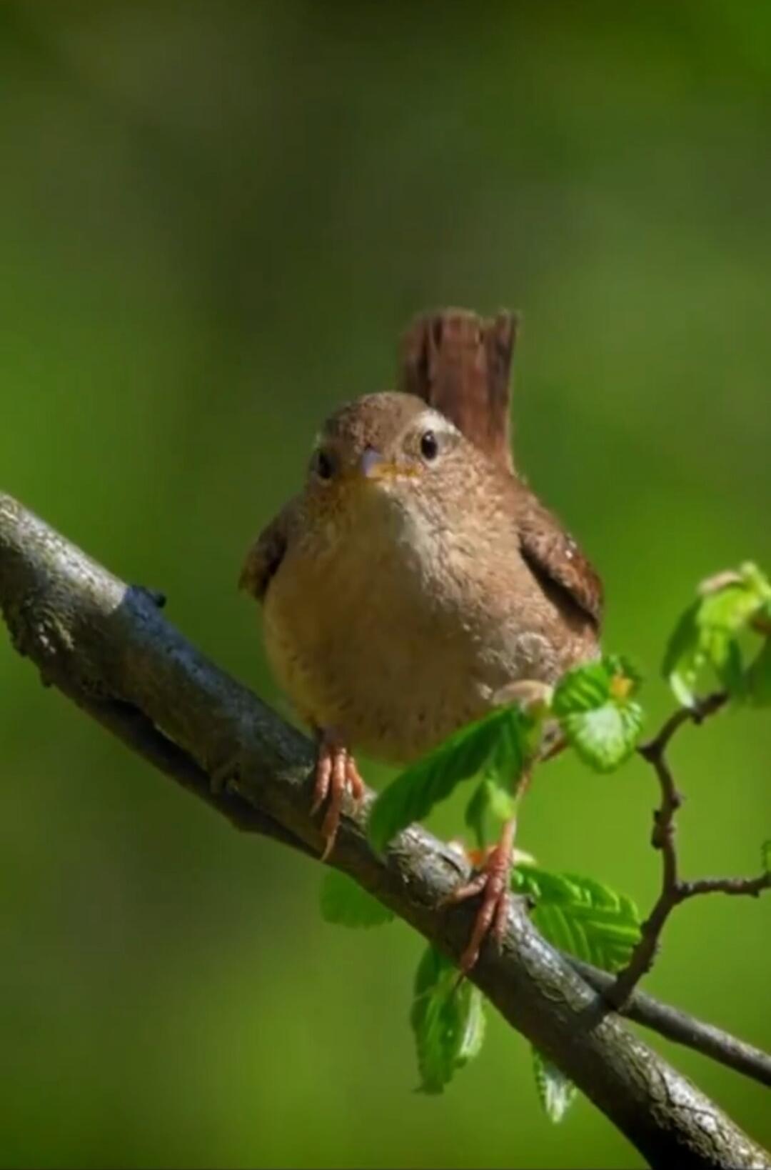 A small brown bird perched on a branch with green leaves.