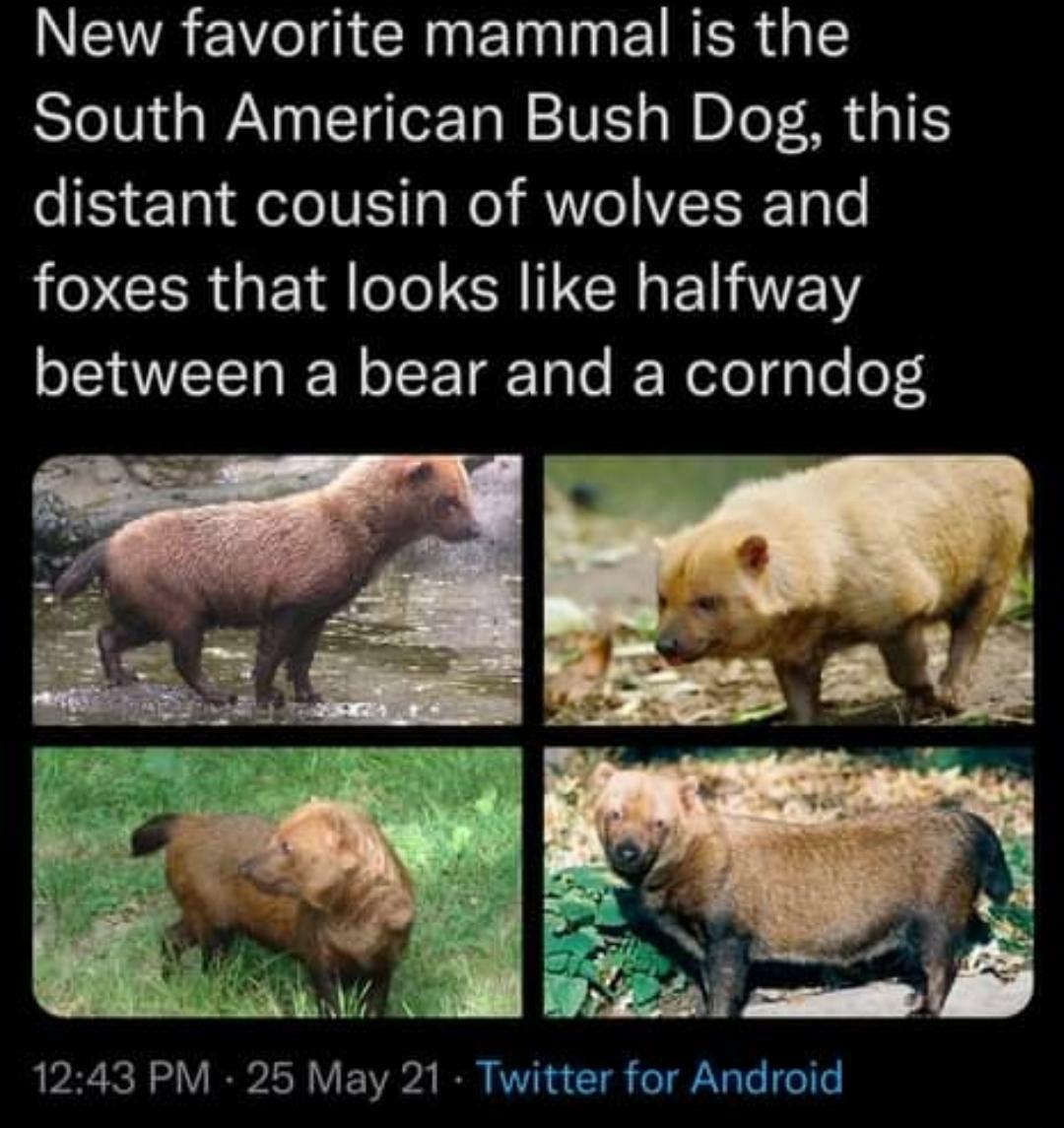 NEWAEWIACENEIN N EIRER I South American Bush Dog this distant cousin of wolves and O CERGE T N I EEY between a bear and a corndog 1243 PM 25 May 21 Twitter for Android