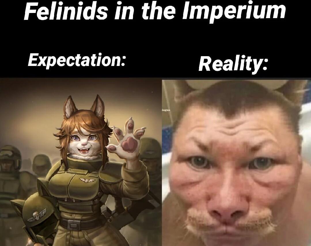 Felinids in the Imperium Expectation CEUA