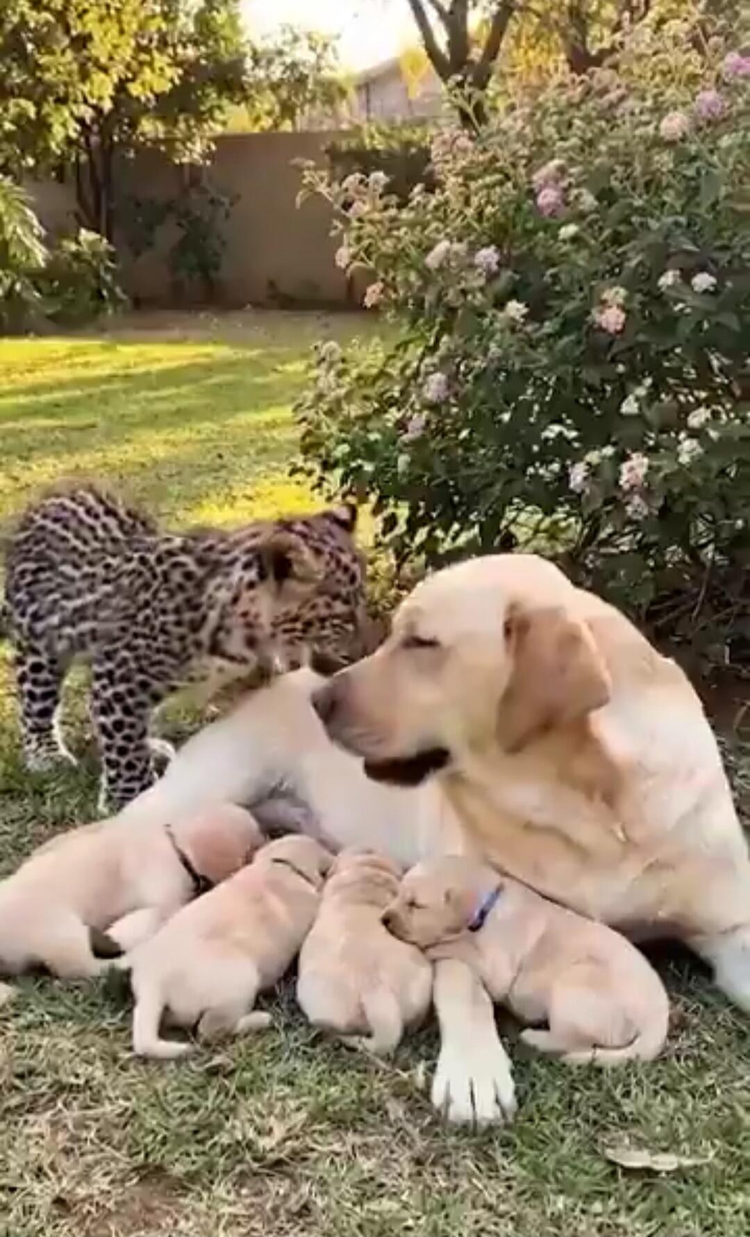 A Labrador retriever dog is lying on the grass, surrounded by its puppies who are nursing. A leopard cub approaches the group, observing them.