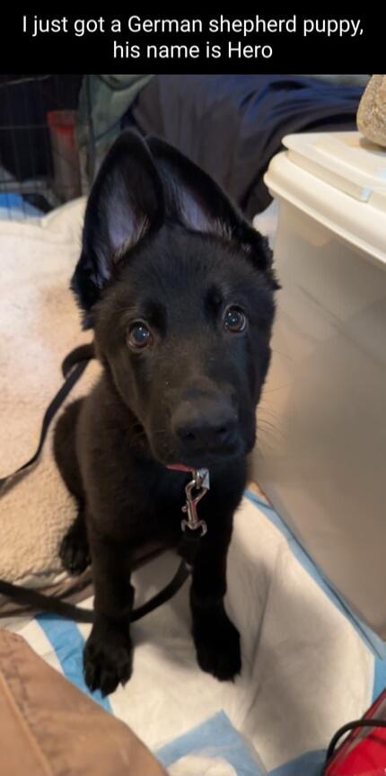 just got a German shepherd puppy his name is Hero