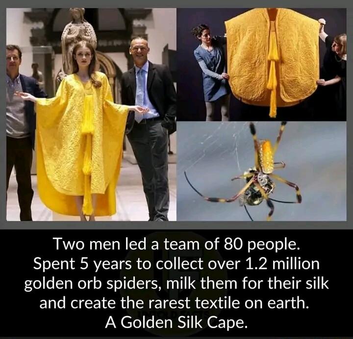 Two men led a team of 80 people Spent 5 years to collect over 12 million golden orb spiders milk them for their silk and create the rarest textile on earth A Golden Silk Cape