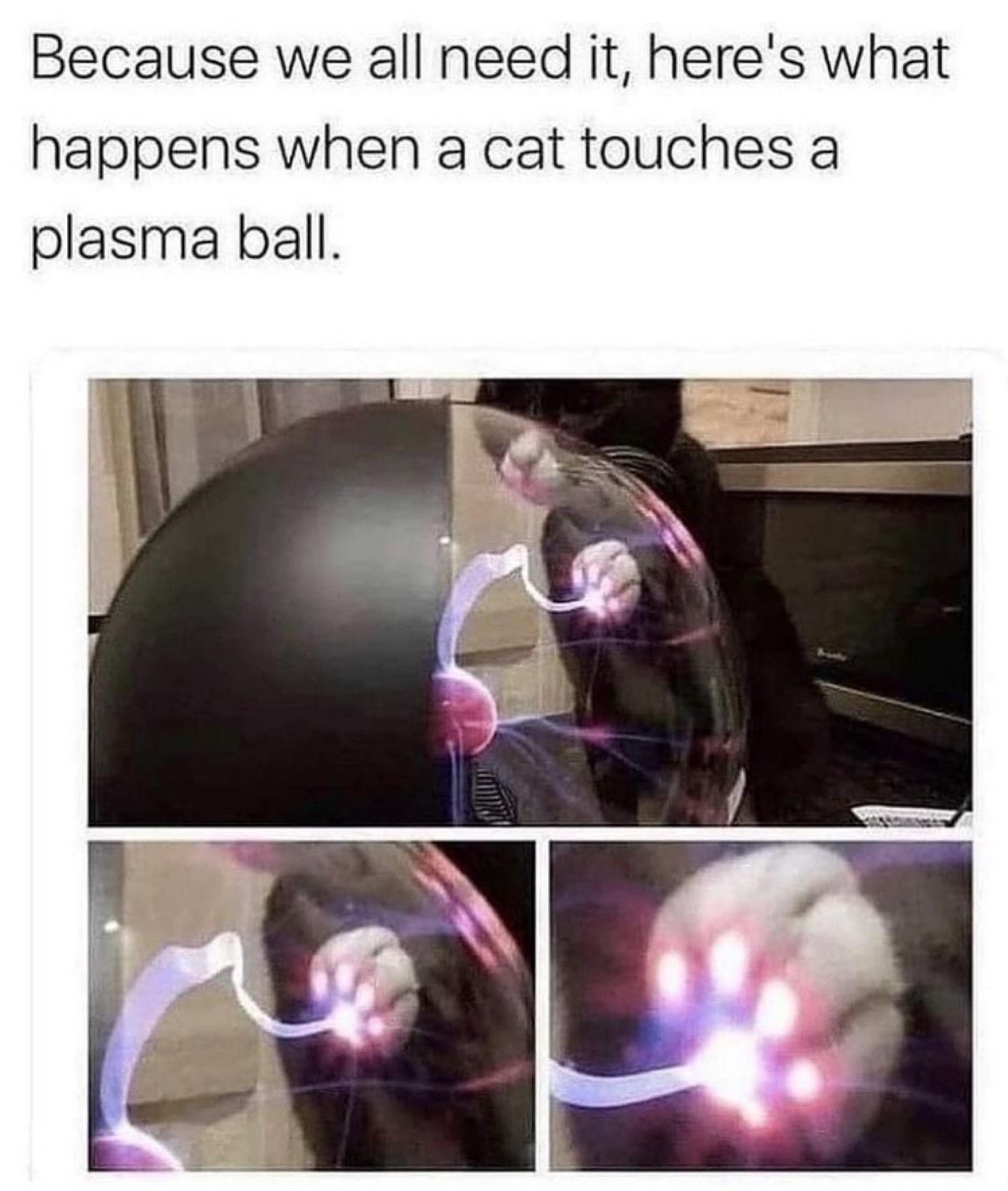 Because we all need it heres what happens when a cat touches a plasma ball