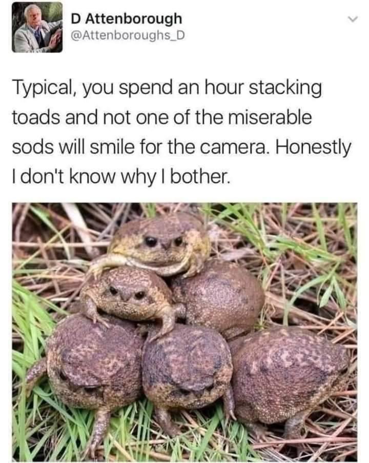 D Attenborough Attenboroughs_D Typical you spend an hour stacking toads and not one of the miserable sods will smile for the camera Honestly dont know why bother