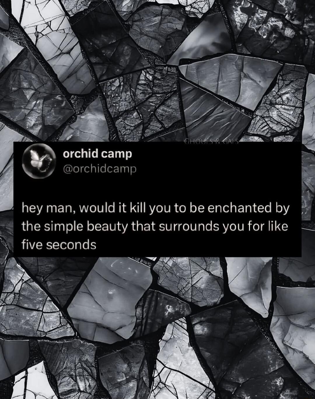 orchid camp @orchidcamp hey man, would it kill you to be enchanted by the simple beauty that surrounds you for like five seconds GHOULS & GALS