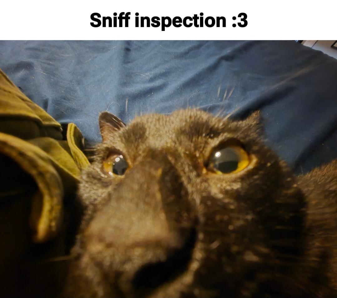Sniff inspection :3