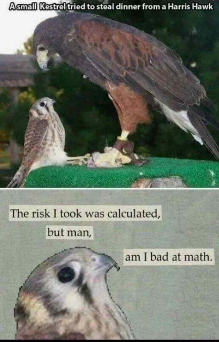 AmalllKestrel tried to steal dinner from a Harris Hawk The risk I took was calculated but man