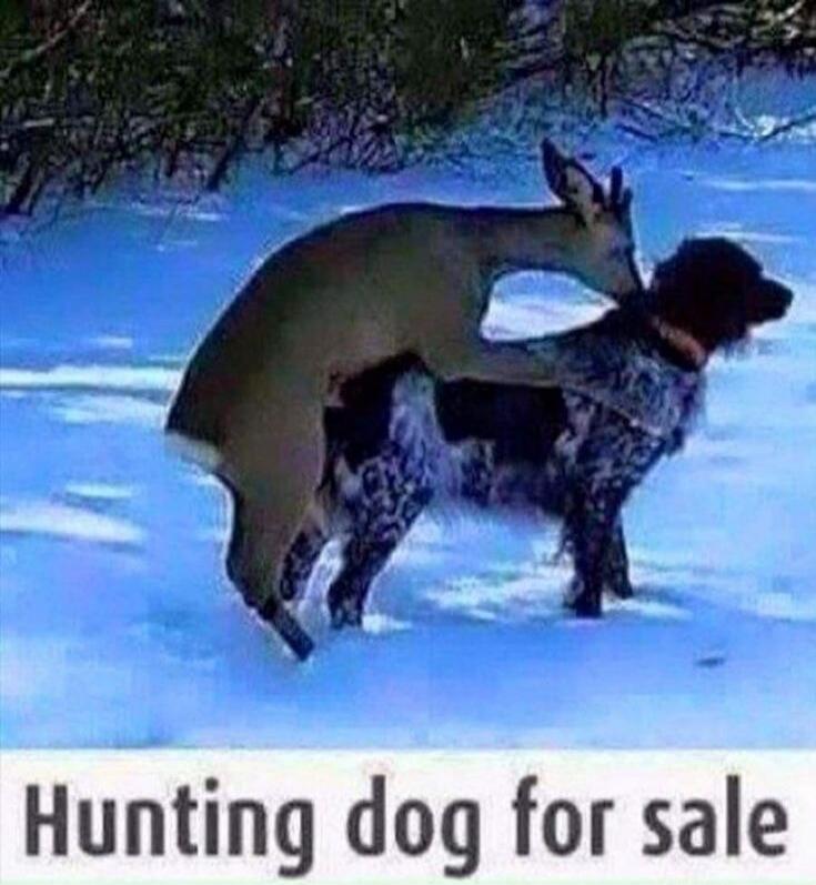 Hunting dog for sale