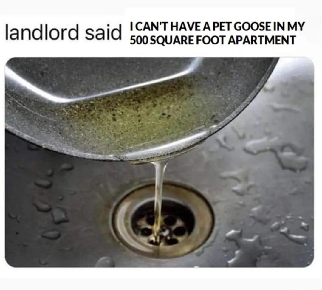 ICANTHAVE APET GOOSEINMY landlord said ss0squareFoor APARTMENT