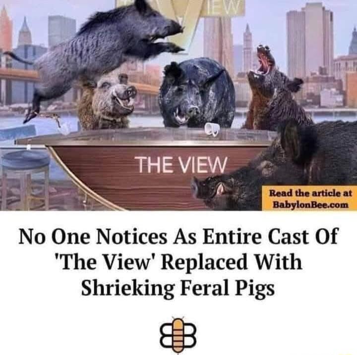 No One Notices As Entire Cast Of The View Replaced With Shrieking Feral Pigs a3