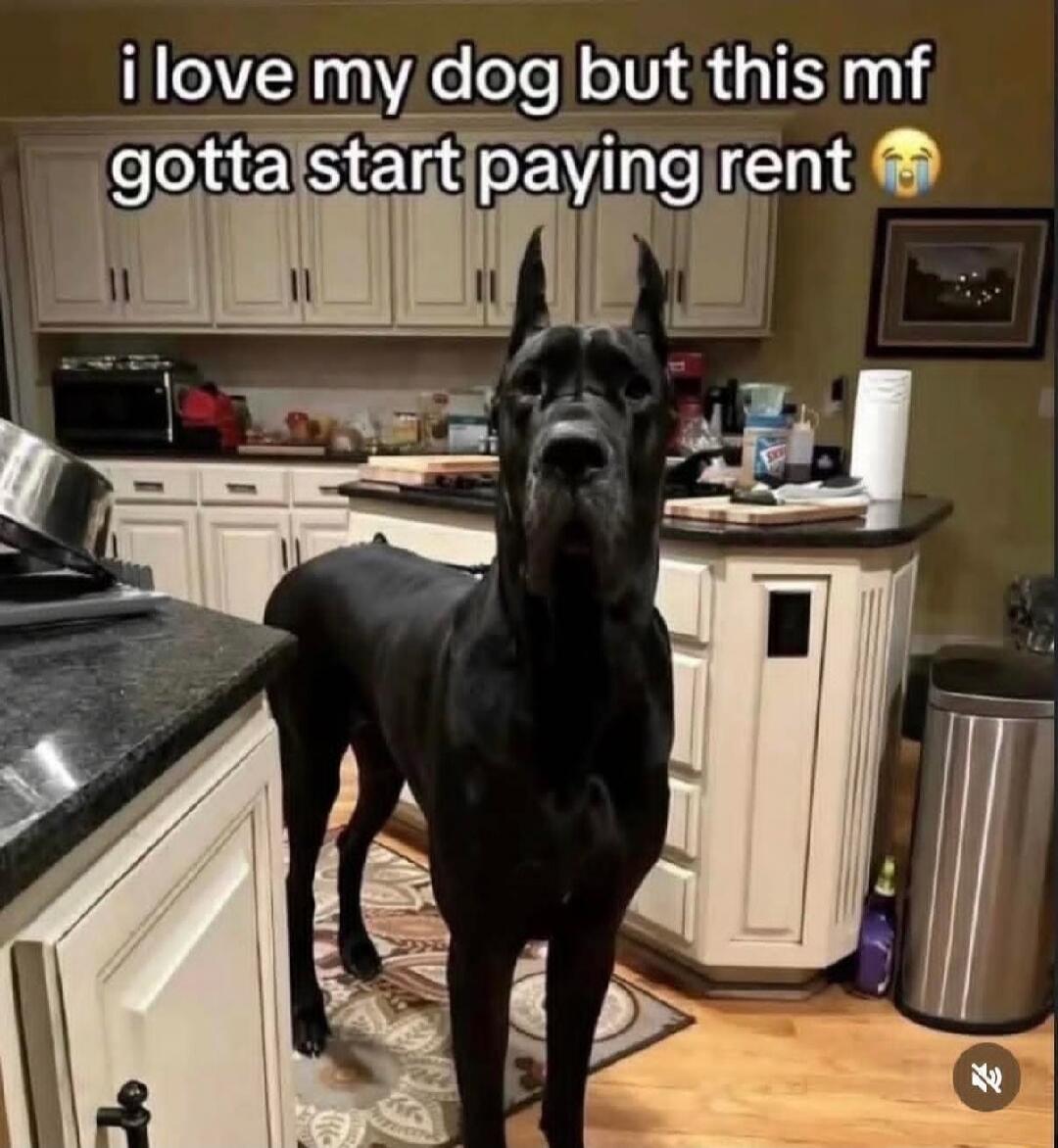 i love my dog but this mf gotta start paying rent 😂