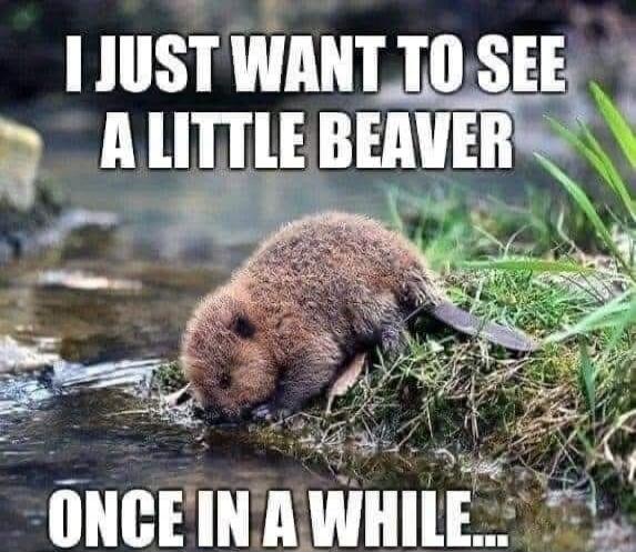 I JUST WANT TO SEE A LITTLE BEAVER ONCE IN A WHILE...