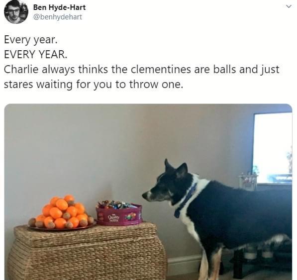 8 Ben Hyde Hart Dbenhydehart Every year EVERY YEAR Charlie always thinks the clementines are balls and just stares waiting for you to throw one