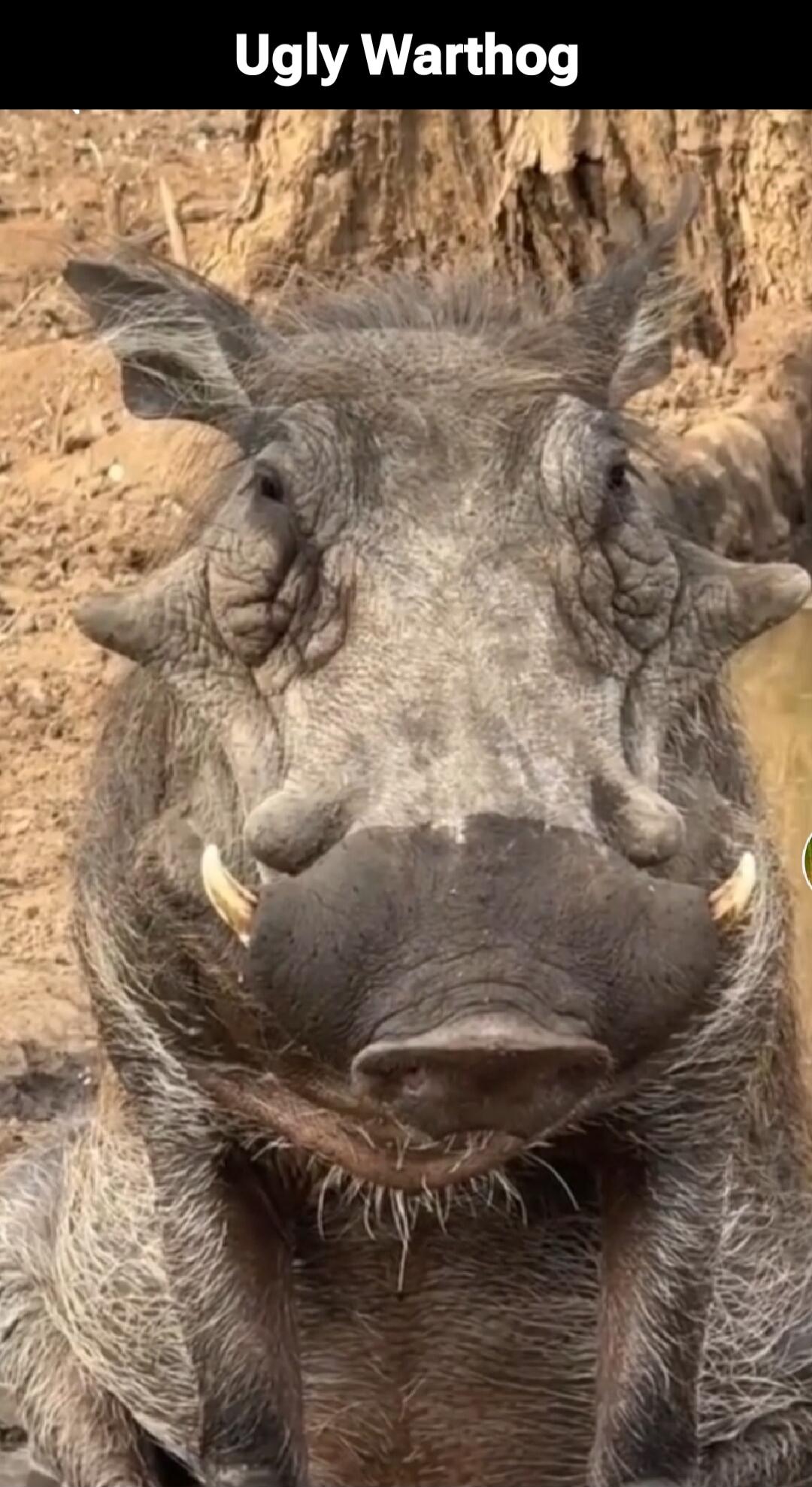 Ugly Warthog