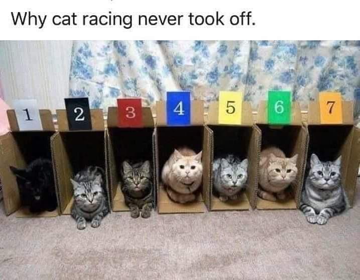 Why cat racing never took off