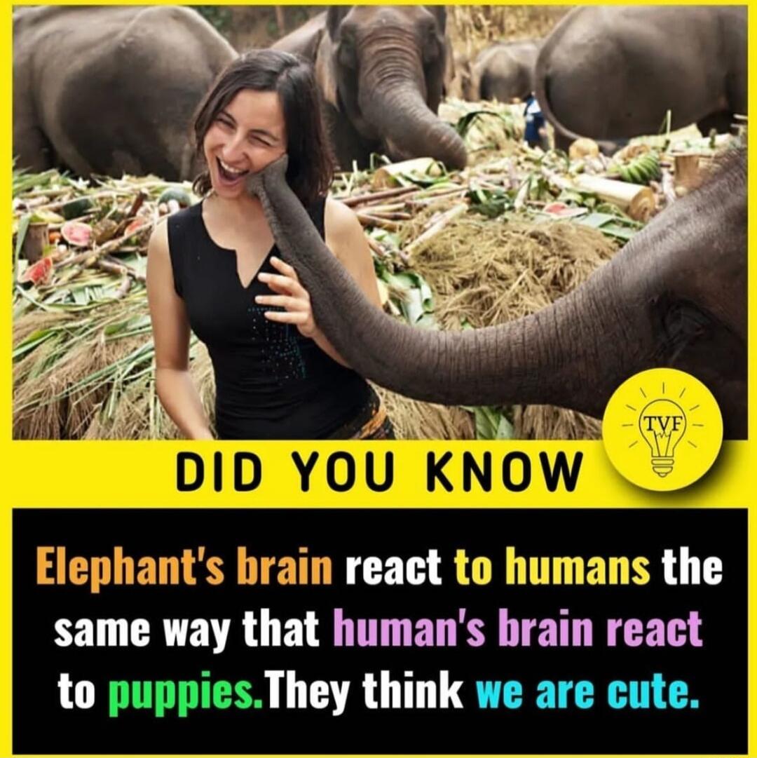 same way that humans brain react to puppiesThey think we are cute