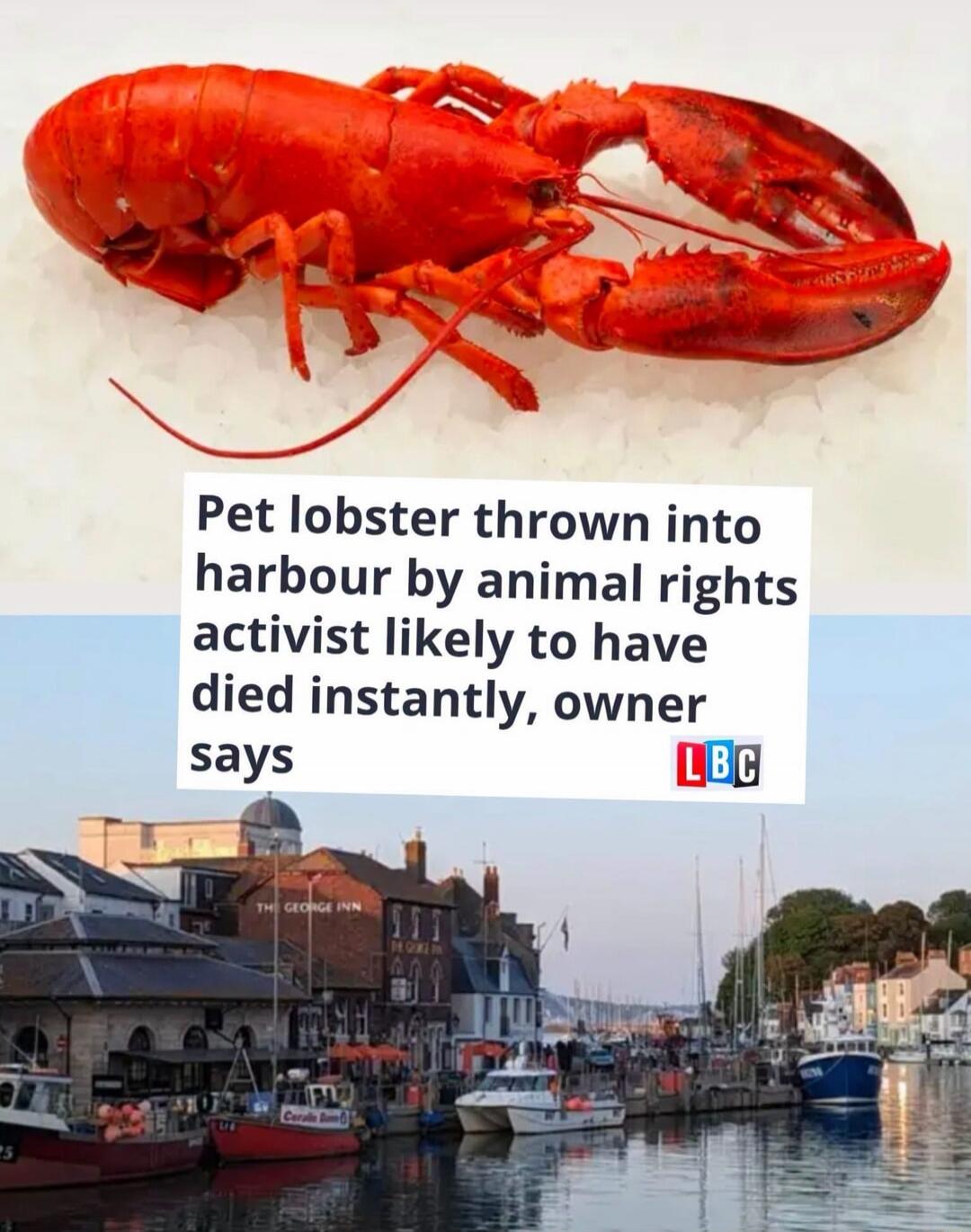 Pet lobster thrown into harbour by animal rights activist likely to have died instantly, owner says LBC. The image also shows a cooked lobster on ice and a harbor scene with boats and buildings, including 'THE GEORGE INN'.