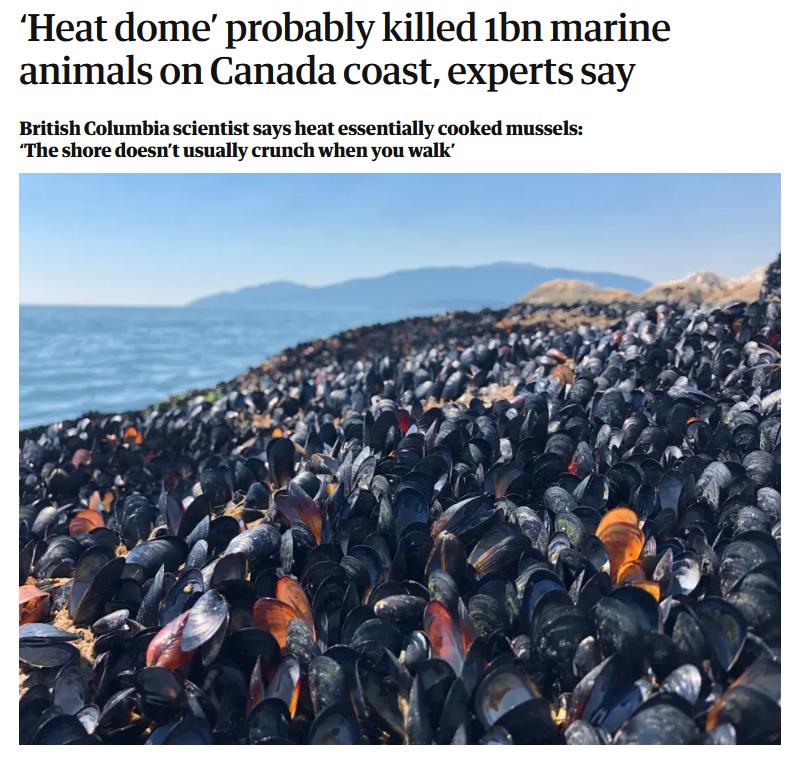 Heat dome probably killed 1bn marine animals on Canada coast experts say British Columbia scientist says heat essentially cooked mussels The shore doesnt usually crunch when you walk