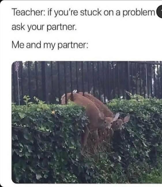 Teacher: if you're stuck on a problem ask your partner. Me and my partner: