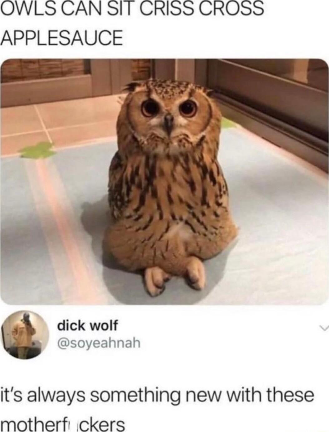 OWLS CAN SIT CRISS CROSS APPLESAUCE dick wolf soyeahnah its always something new with these motherf ckers