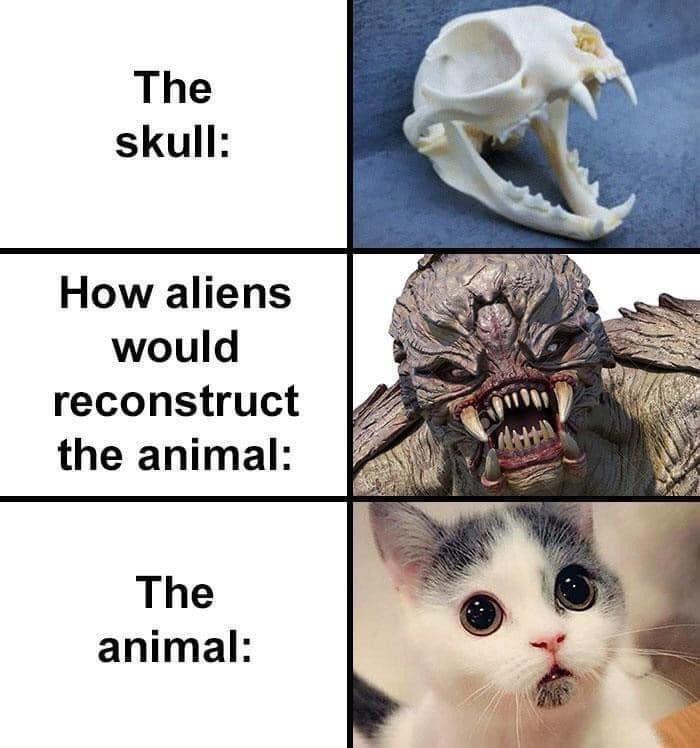 How aliens would reconstruct the animal animal