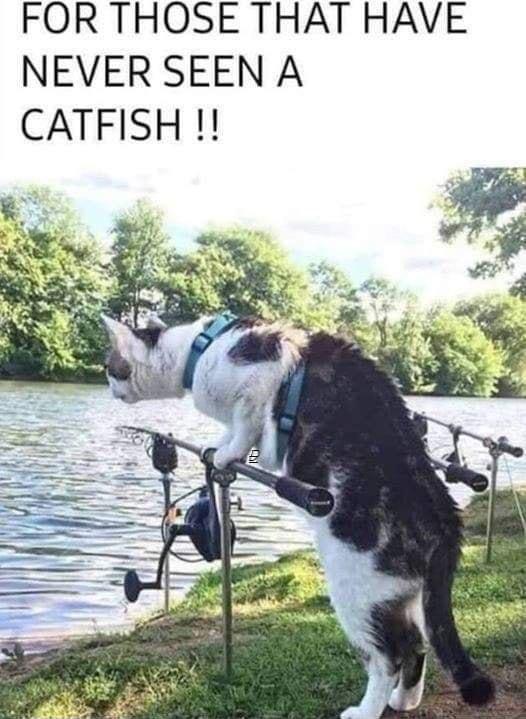 FOR THOSE THAT HAVE NEVER SEEN A CATFISH