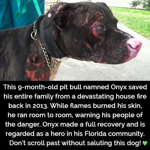 This 9 month old pit bull namned Onyx saved his entire family from a devastating house fire back in 2013 While flames burned his skin LR ETN eTolga R N eTeTg WAV 4313 T W TR oTToT o X1 LR ET eI AO1 Q ETe CR RIVIIN T VT gV T To B 1 CIeEI T eI W T R W TN S T Te EWeTe g 1431F141147 Dont scroll past without saluting this dog