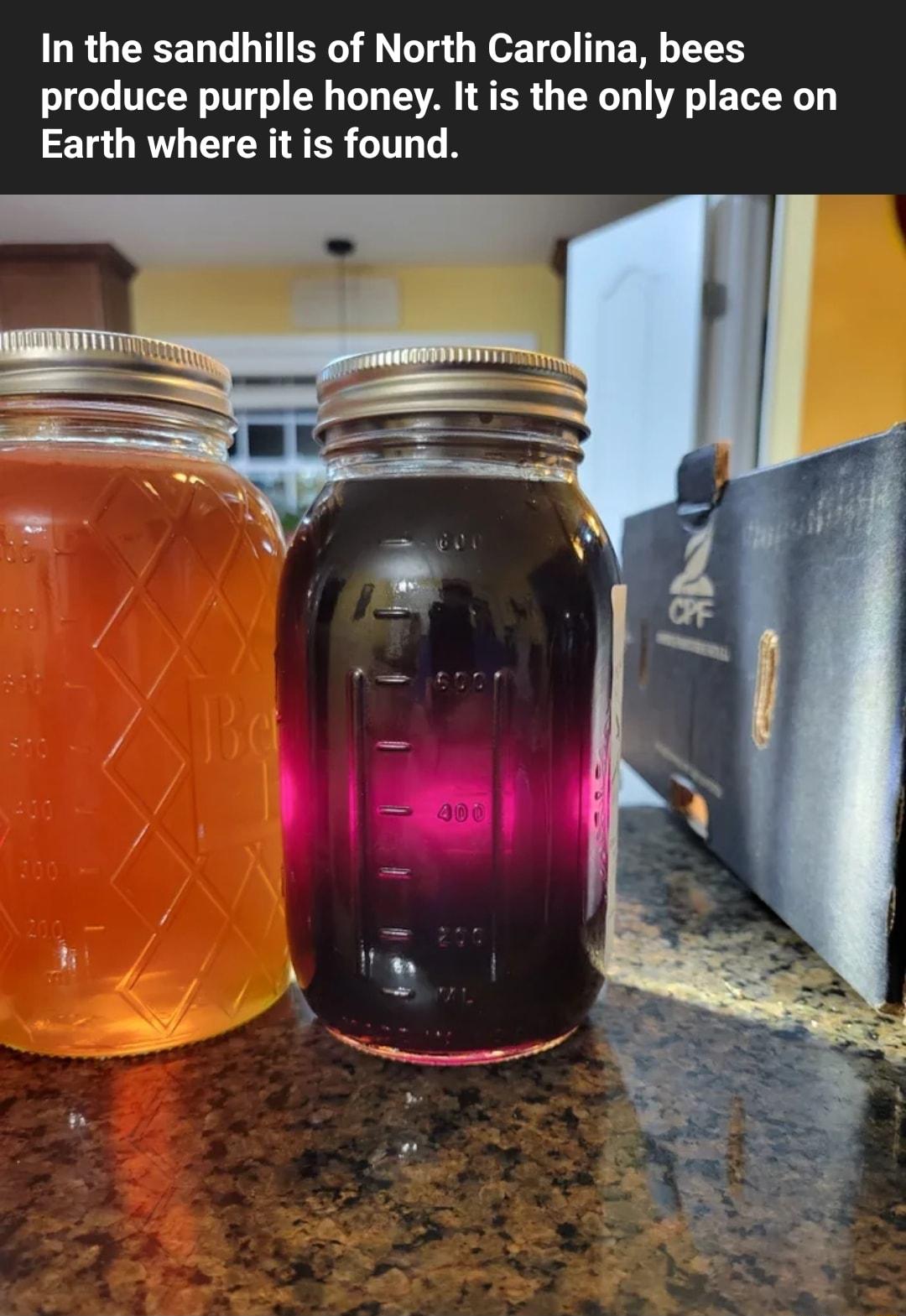 In the sandhills of North Carolina bees produce purple honey It is the only place on Earth where it is found