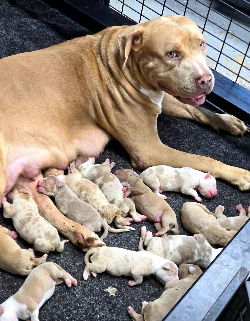 A large tan dog lying on a dark mat beside a litter of newborn puppies.