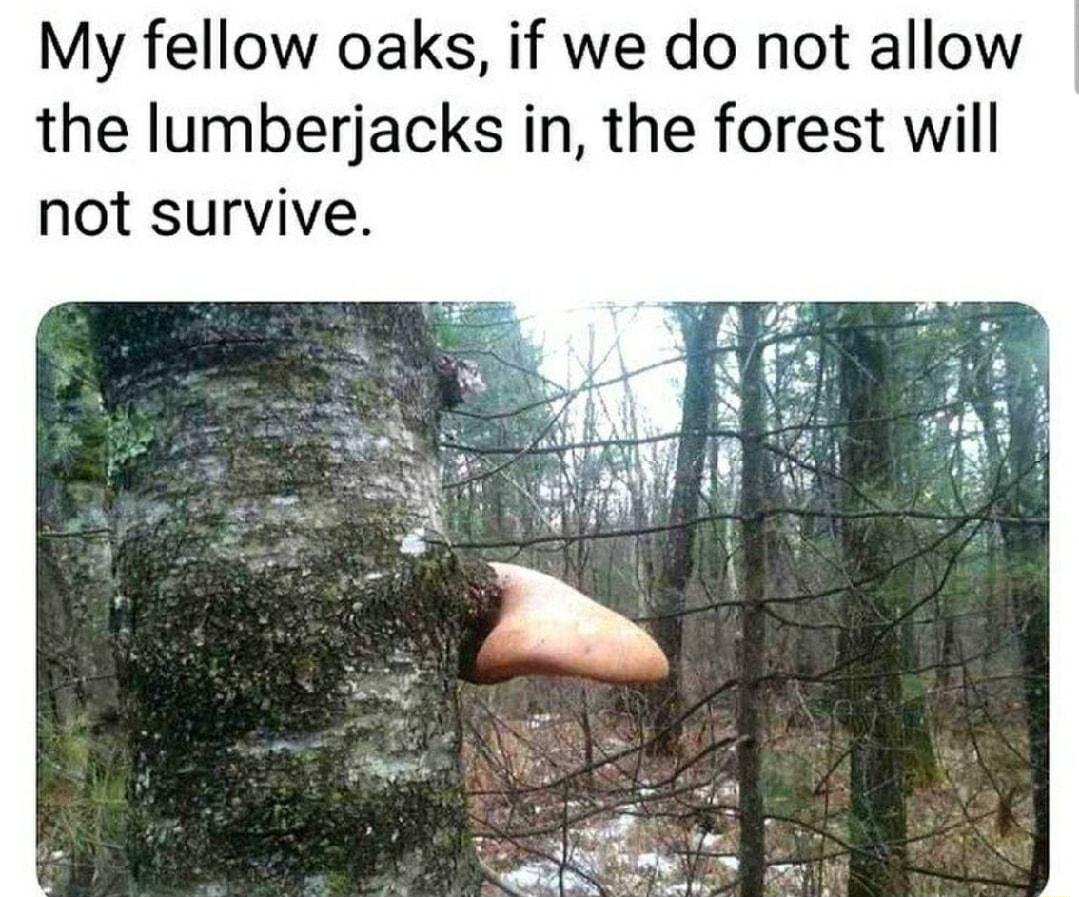 My fellow oaks if we do not allow the lumberjacks in the forest will not survive