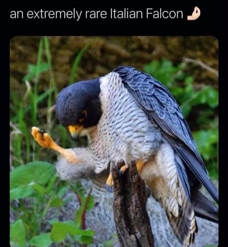 an extremely rare Italian Falcon 4