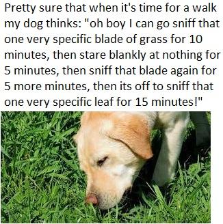 Pretty sure that when its time for a walk my dog thinks oh boy can go sniff that one very specific blade of grass for 10 minutes then stare blankly at nothing for 5 minutes then sniff that blade again for 5 more minutes then its off to sniff that one very specific leaf for 15 minutes