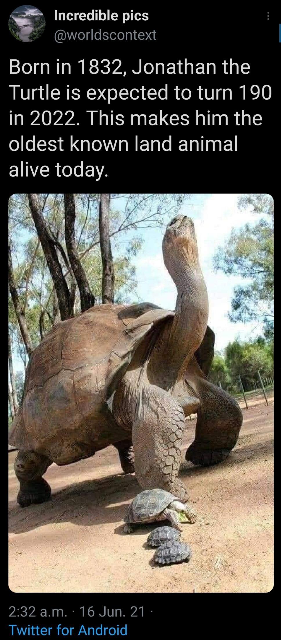 Incredible pics eg elelp N Born in 1832 Jonathan the Turtle is expected to turn 190 Ay LIS ELCHOIInRGE oldest known land animal alive today 232am 16 Jun 21 Twitter for Android