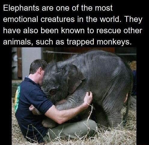 Elephants are one of the most emotional creatures in the world They have also been known to rescue other animals such as trapped monkeys