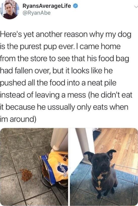 1 4 4 RyansAveragelLife RyanAbe Heres yet another reason why my dog is the purest pup ever came home from the store to see that his food bag had fallen over but it looks like he pushed all the food into a neat pile instead of leaving a mess he didnt eat it because he ussually only eats when im around