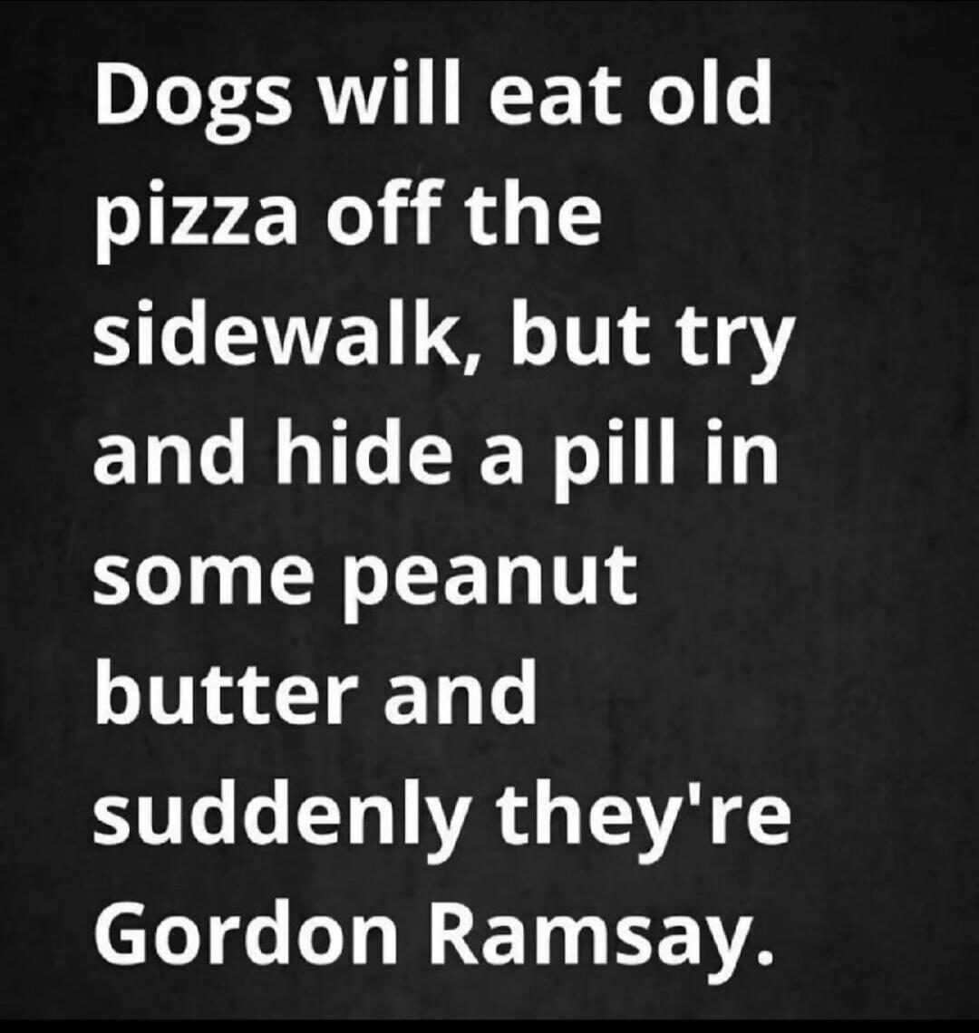 Dogs will eat old pizza off the sidewalk, but try and hide a pill in some peanut butter and suddenly they're Gordon Ramsay.