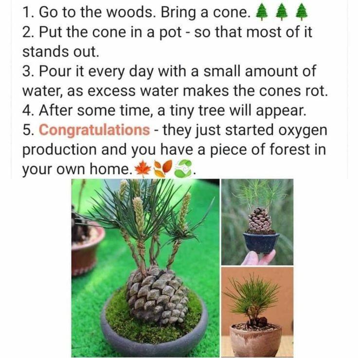 1 Go to the woods Bringa cone 2 Put the cone in a pot so that most of it stands out 3 Pour it every day with a small amount of water as excess water makes the cones rot 4 After some time a tiny tree will appear 5 Congratulations they just started oxygen production and you have a piece of forest in your own home S 30 O