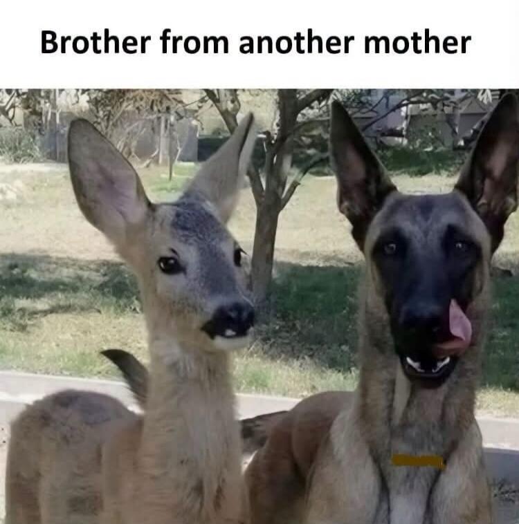 Brother from another mother